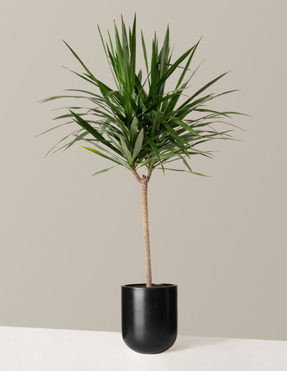  Large Dracaena Tarzan