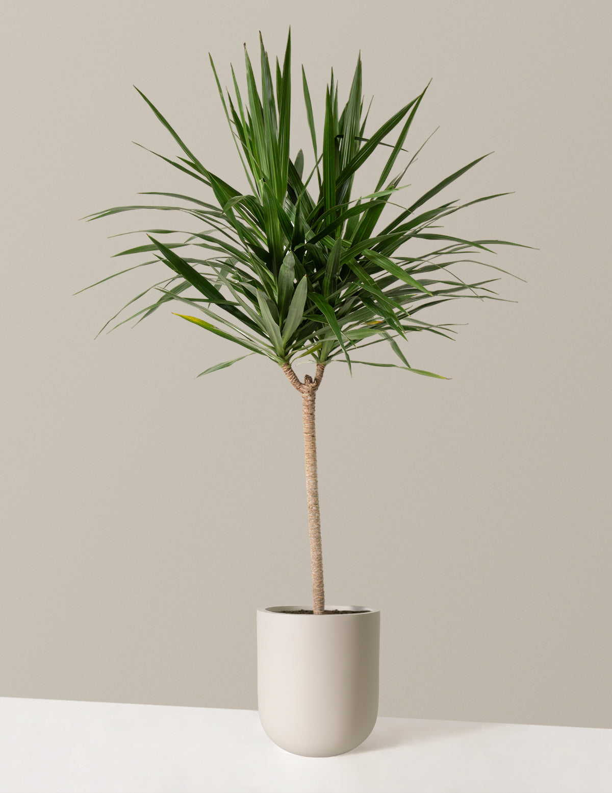  Large Dracaena Tarzan