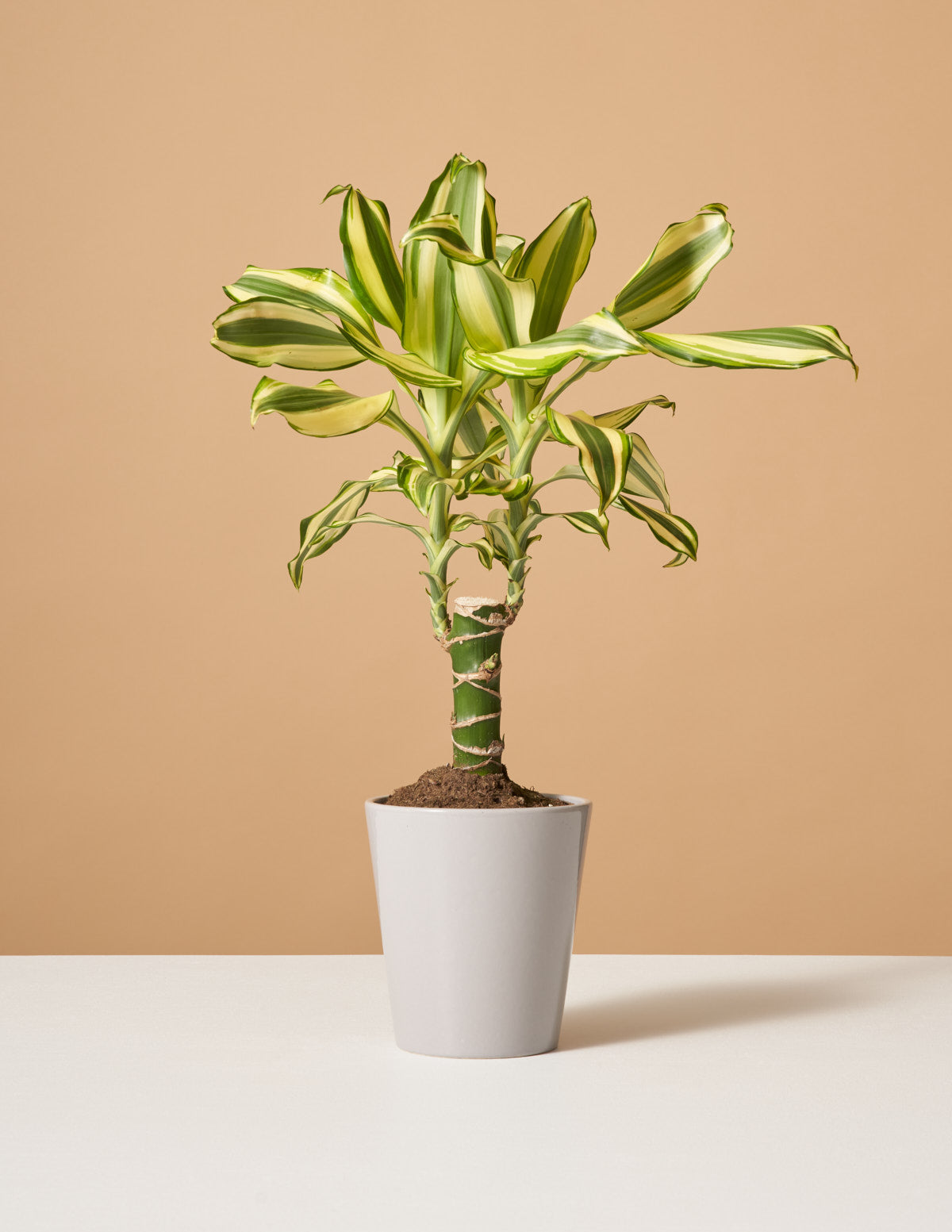  Dracaena Fragrans ‘Sol’