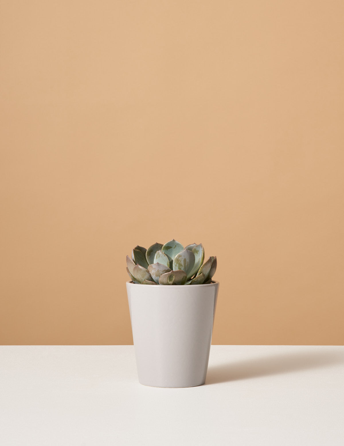  Echeveria Garotto