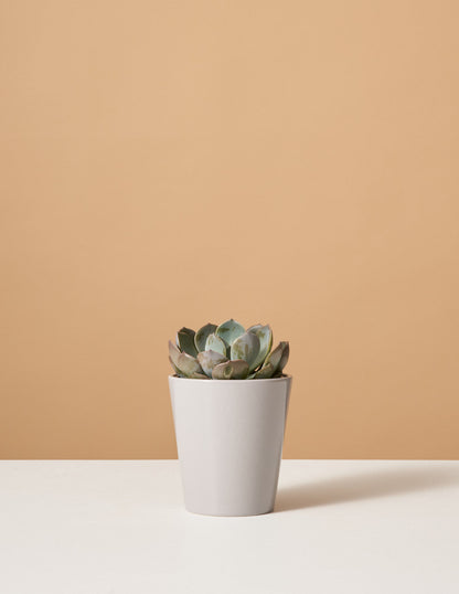  Echeveria Garotto