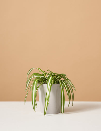  Spider Plant Variegated