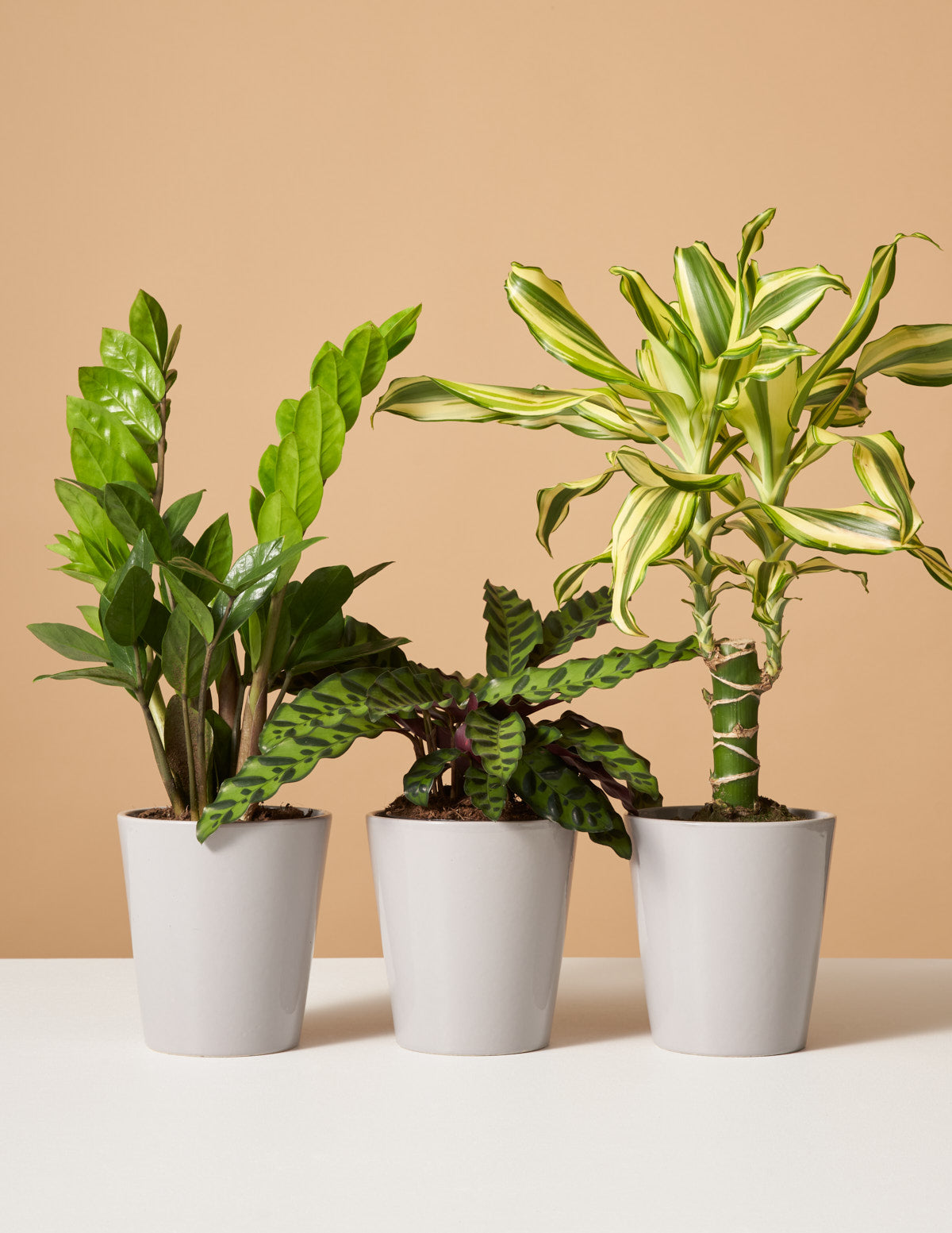  Easy-Care Subscription (3 Months)