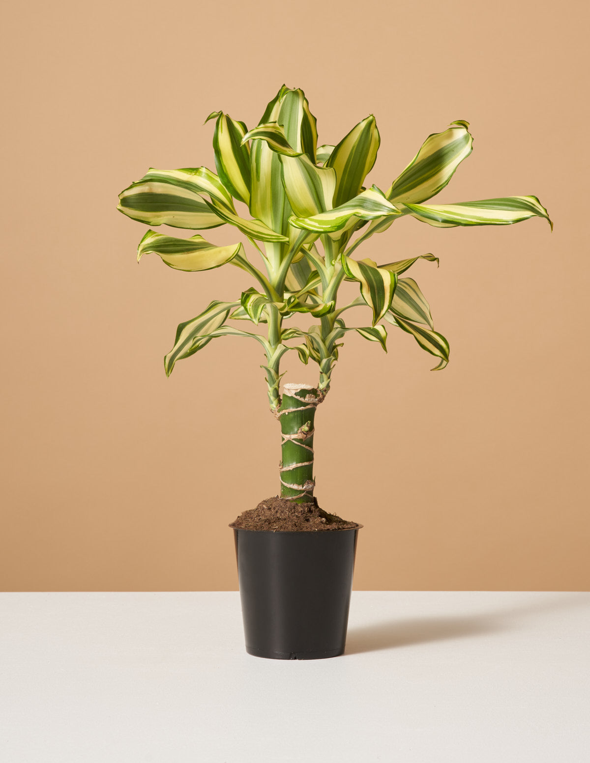  Dracaena Fragrans ‘Sol’