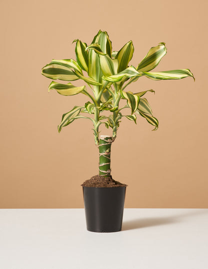  Dracaena Fragrans ‘Sol’