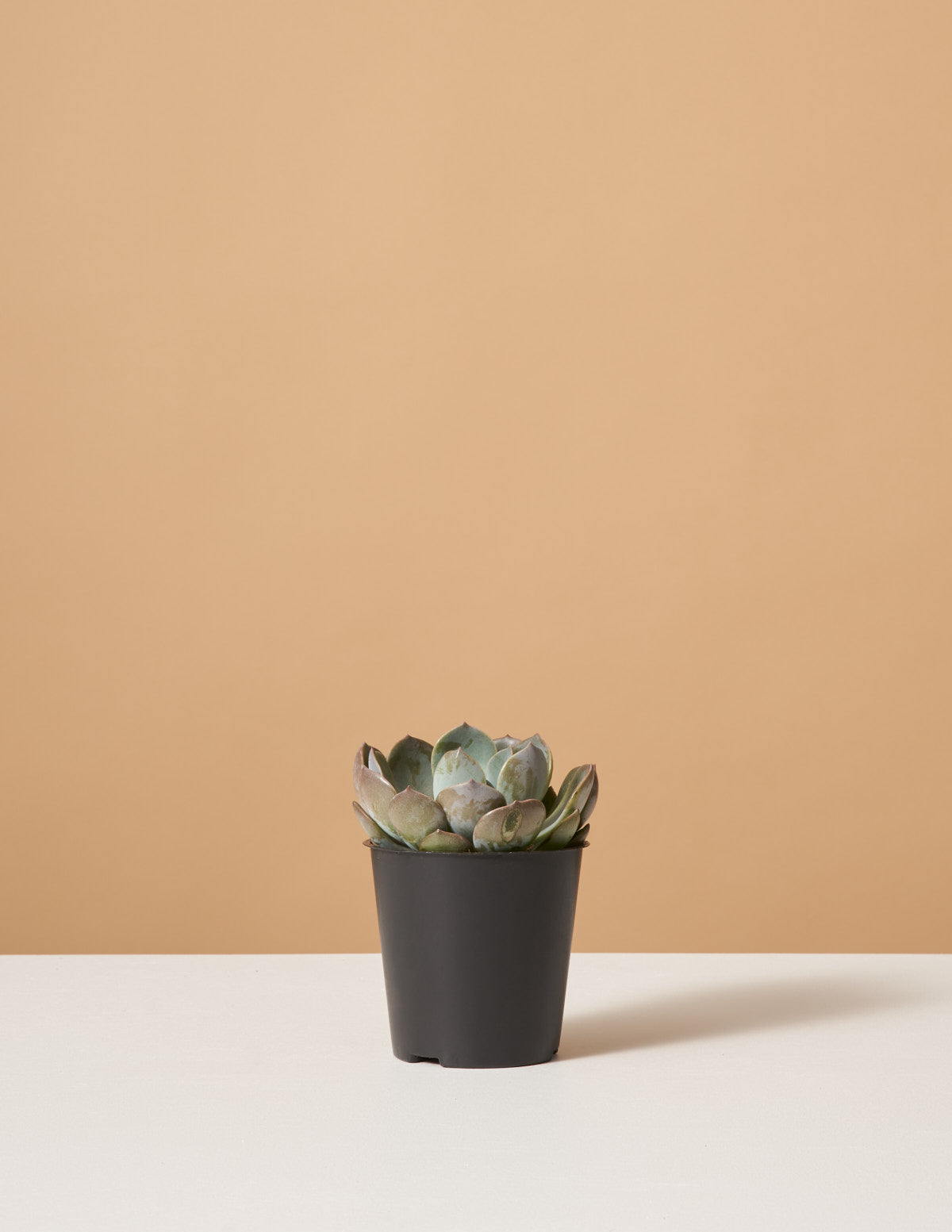  Echeveria Garotto