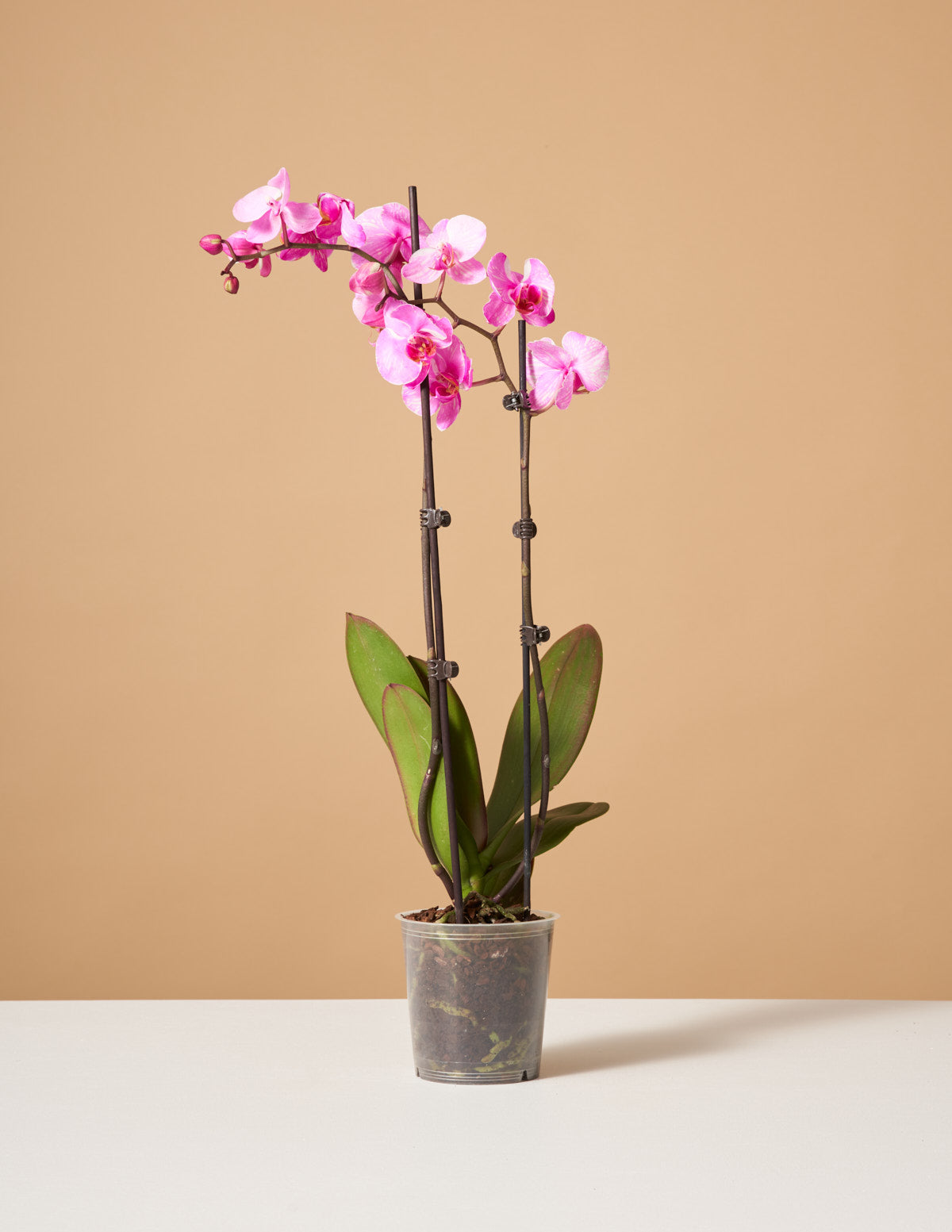  Pink Watercolor Orchid