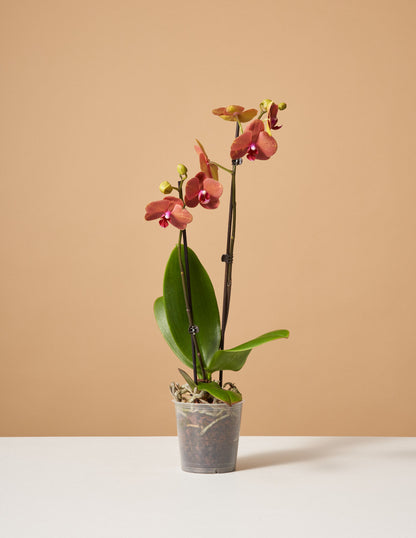  Sunrise Orchid