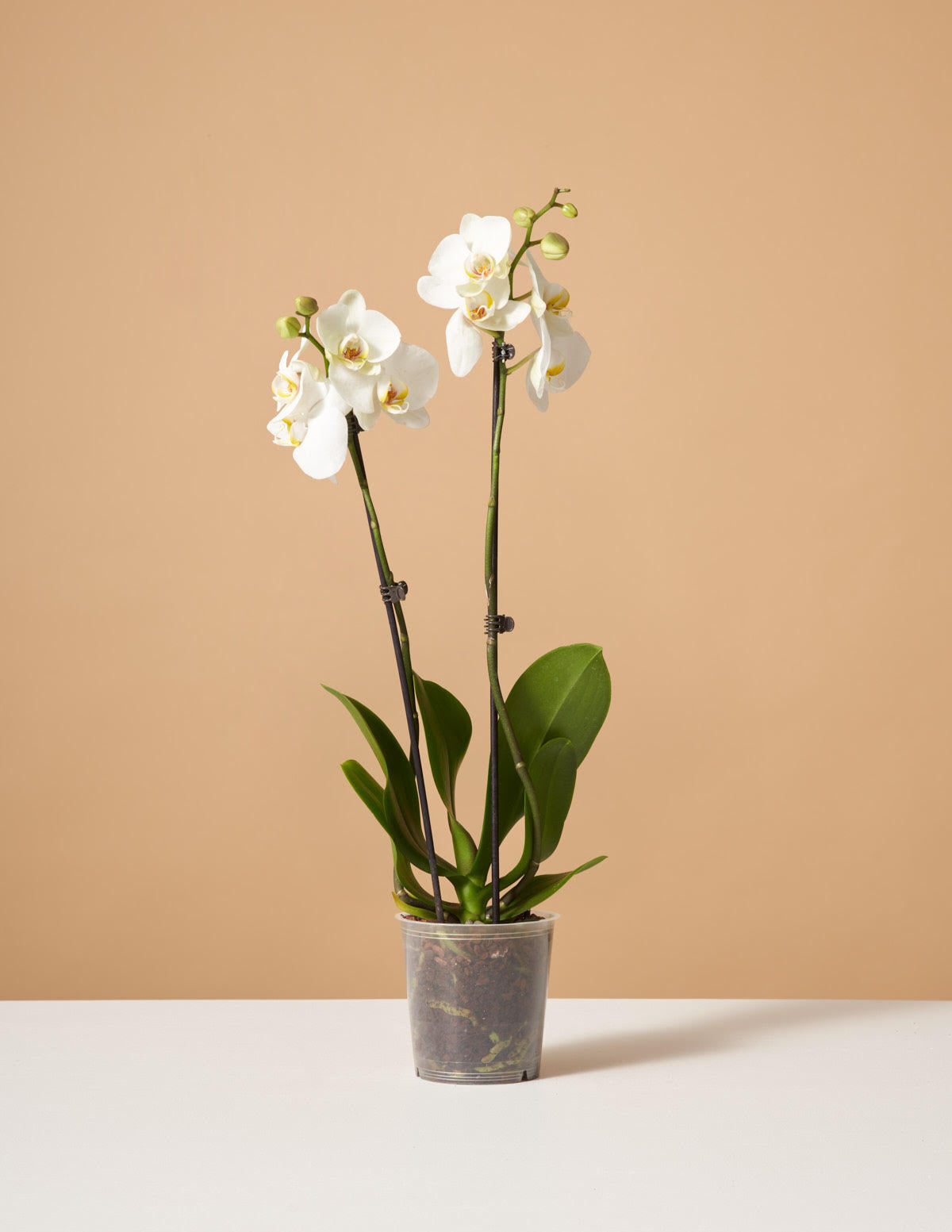  White Orchid