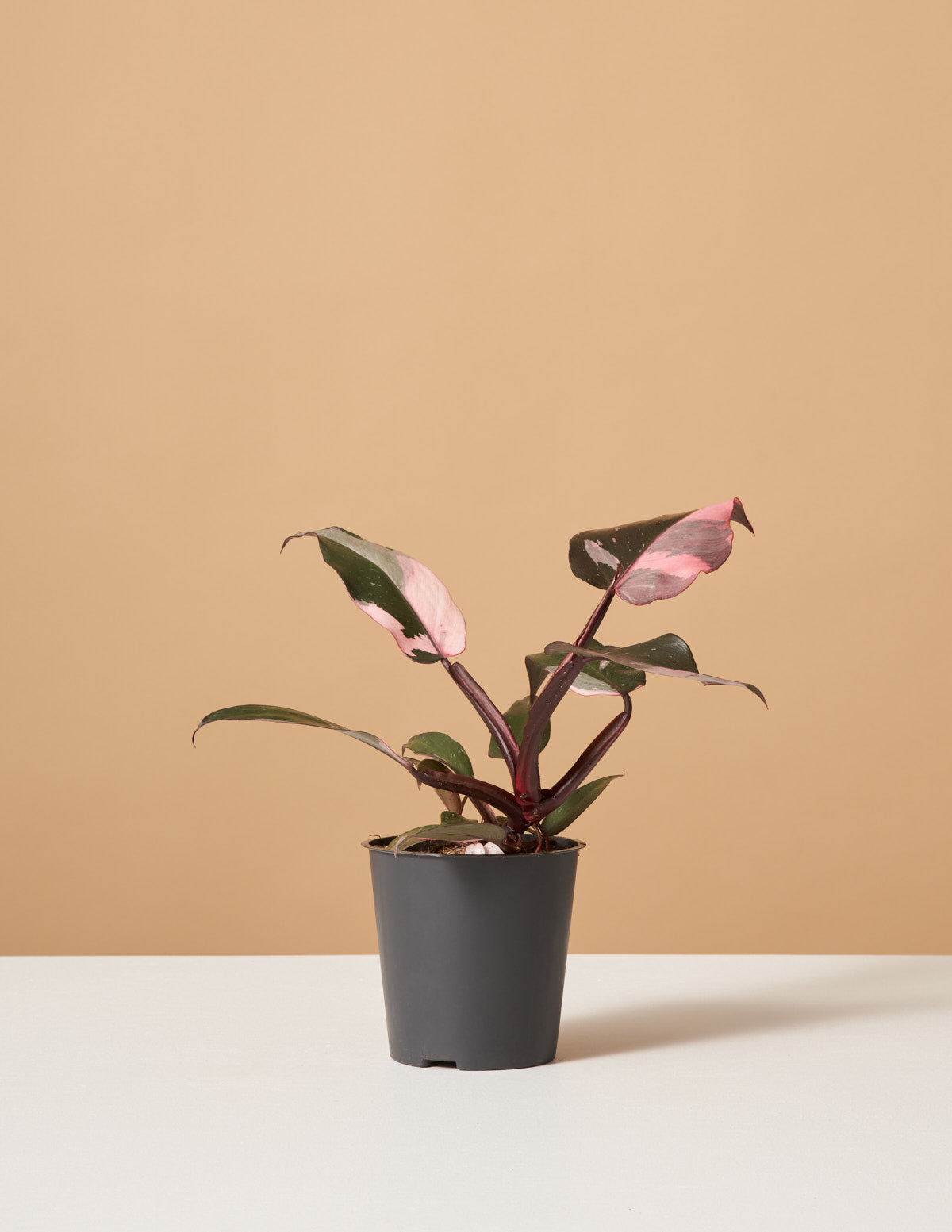  Philodendron Pink Princess