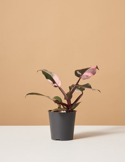  Philodendron Pink Princess