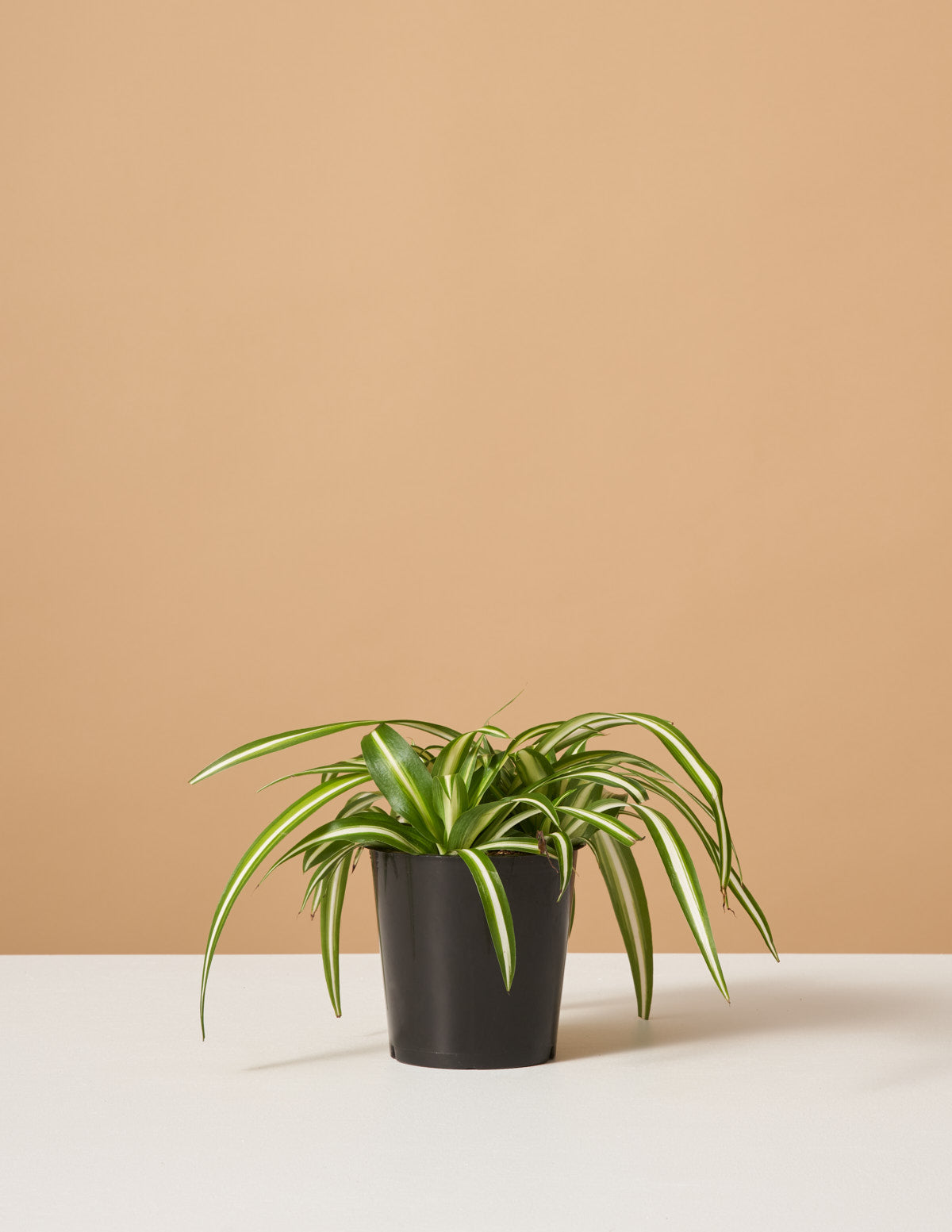  Spider Plant Variegated
