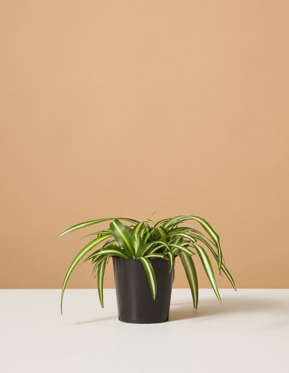  Spider Plant Variegated