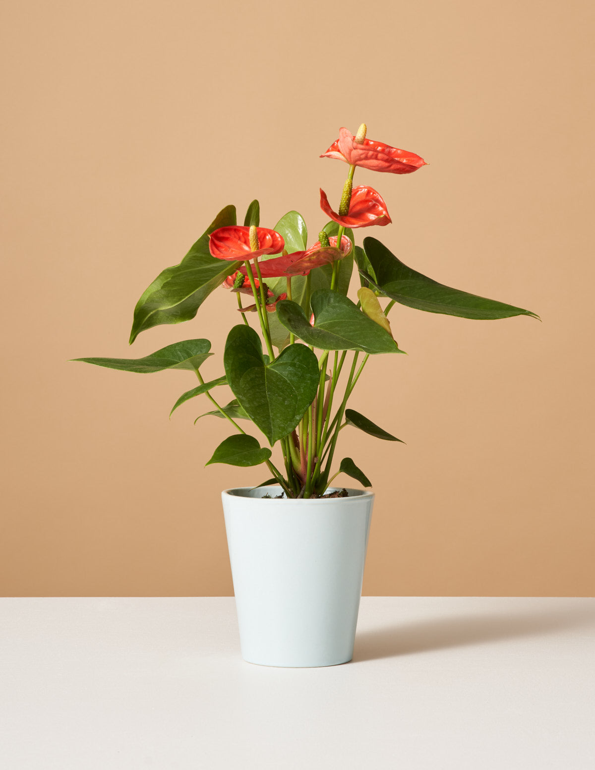  Coral Anthurium