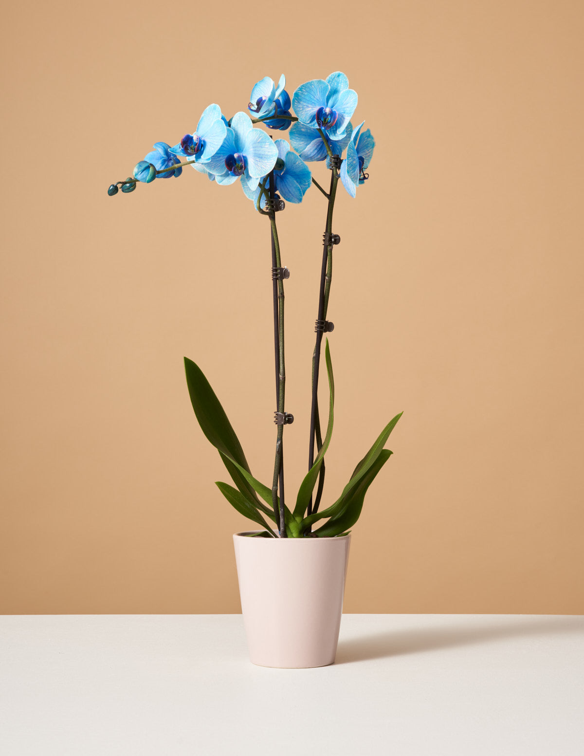  Blue Watercolor Orchid