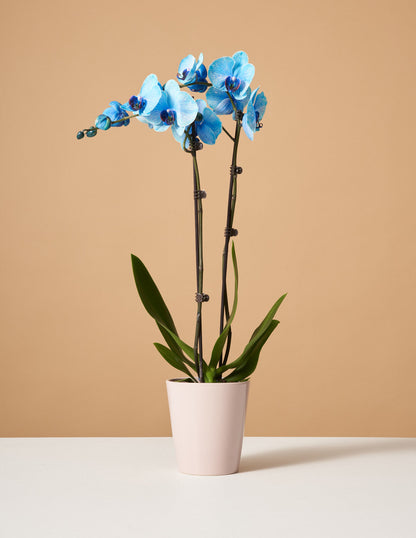  Blue Watercolor Orchid