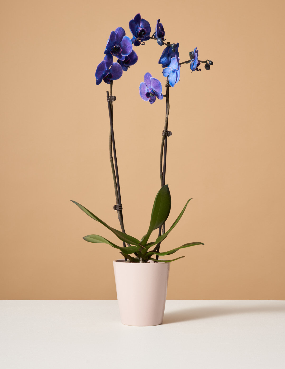  Dark Purple Watercolor Orchid