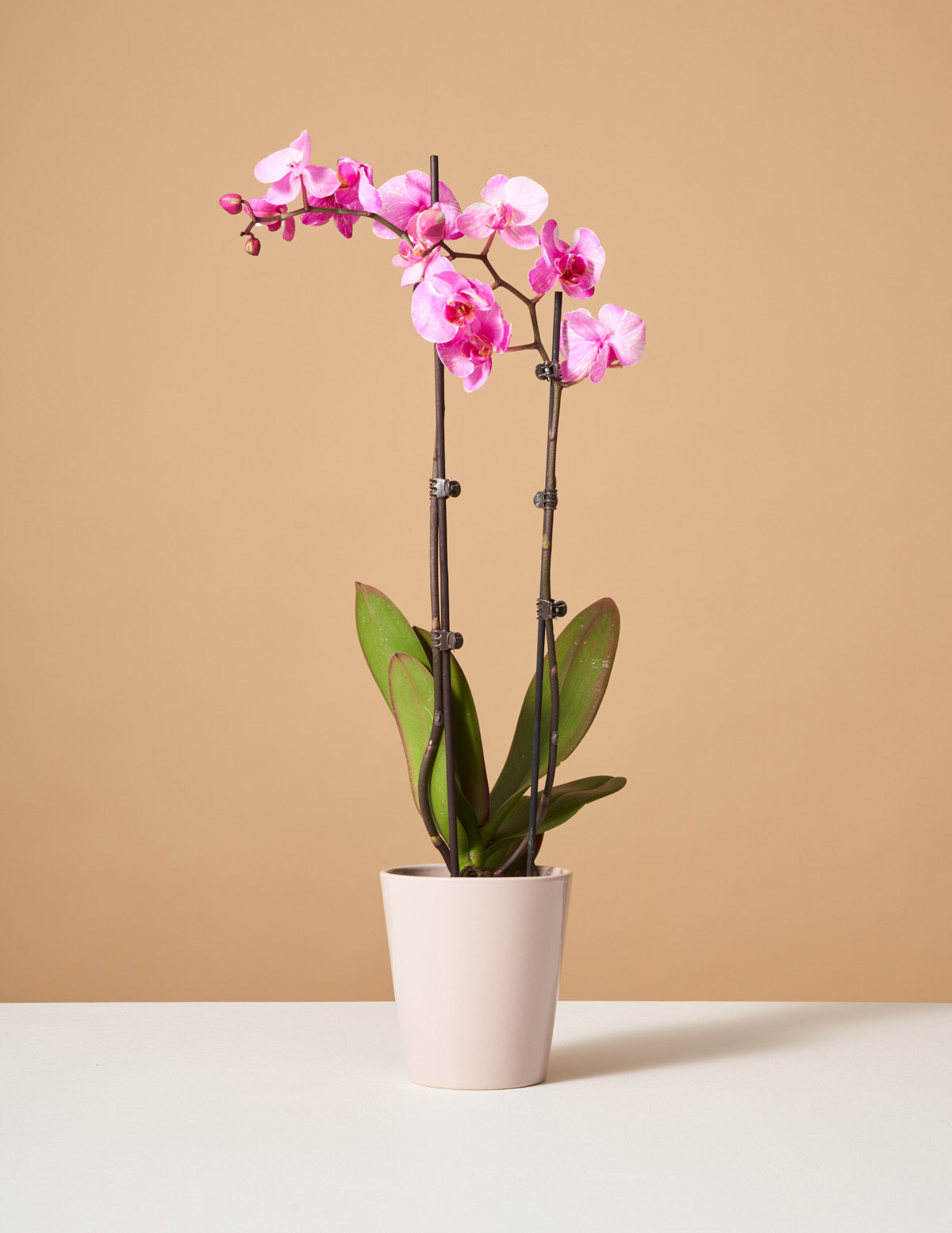  Pink Watercolor Orchid