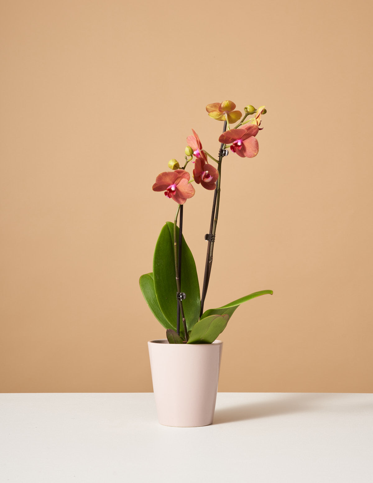  Sunrise Orchid