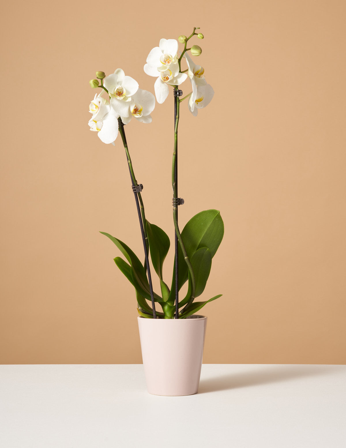  White Orchid