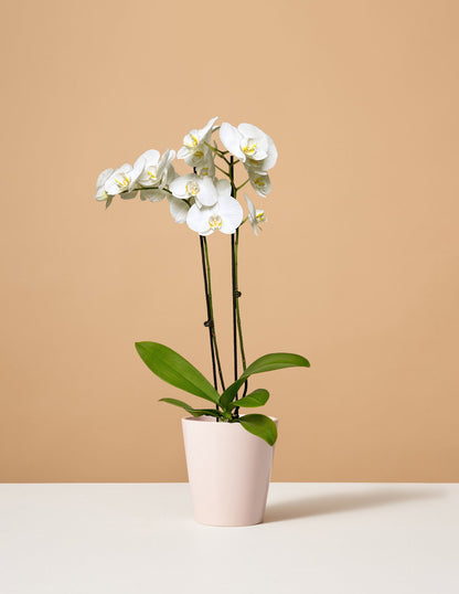  White Orchid