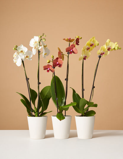  Orchid Subscription (12 Months)