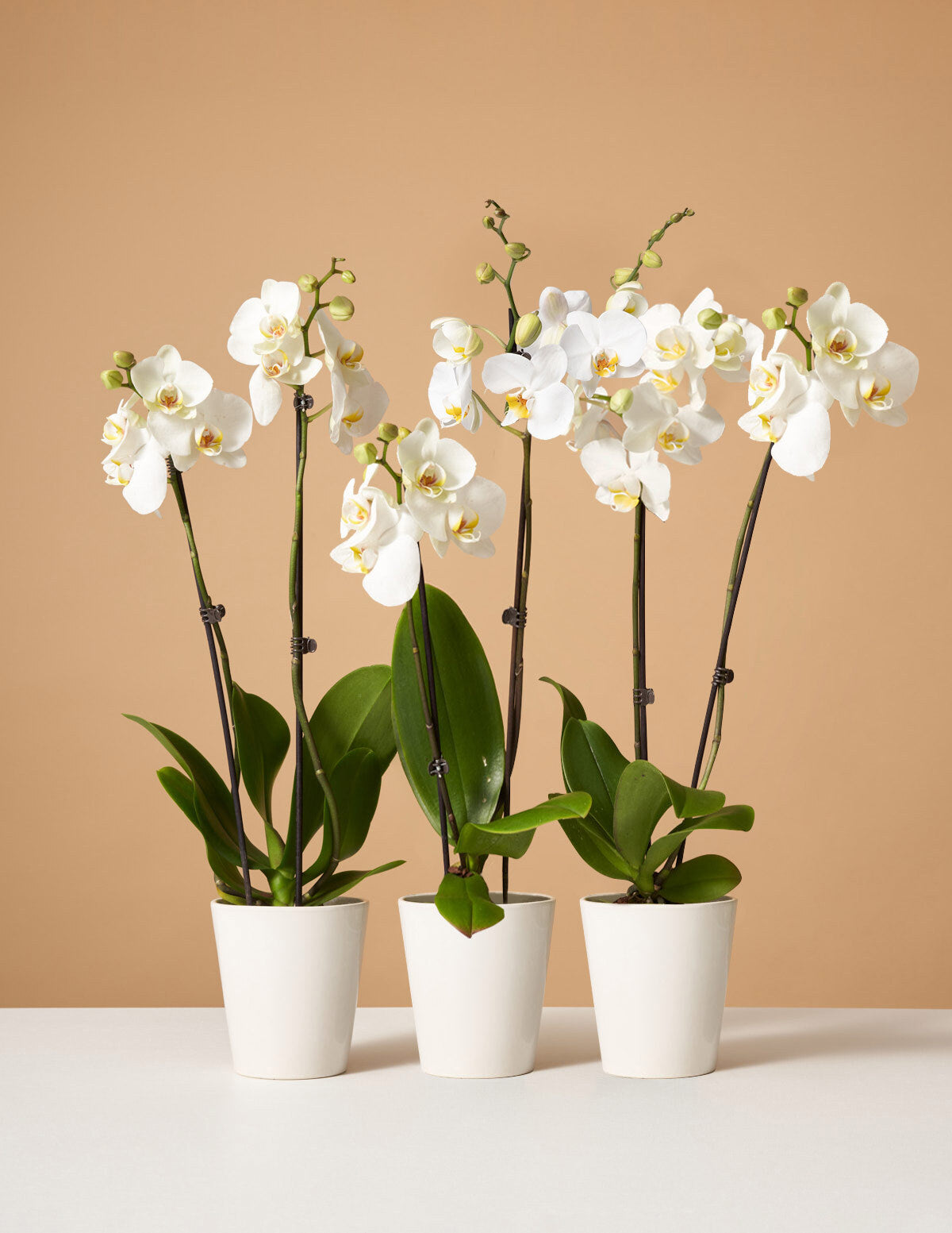  Orchid Subscription (6 Months)