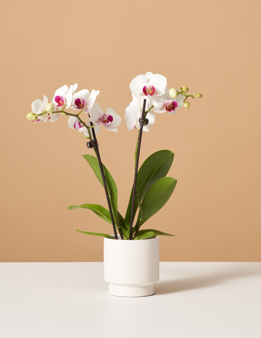  Petite White Orchid
