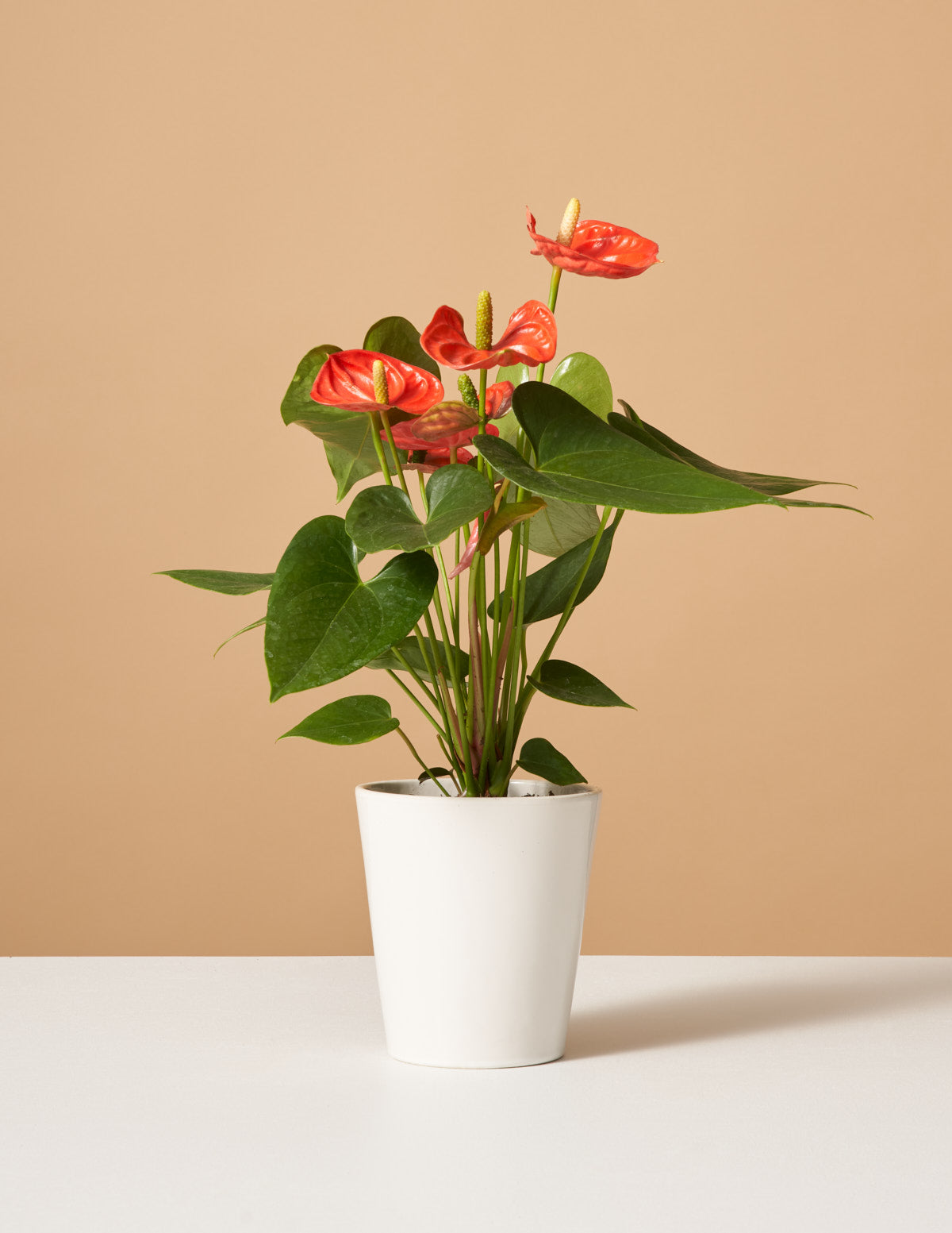  Coral Anthurium