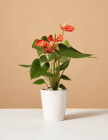  Coral Anthurium