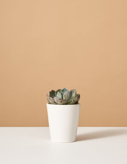  Echeveria Garotto