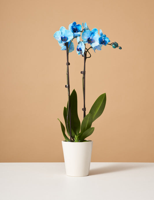  Blue Watercolor Orchid