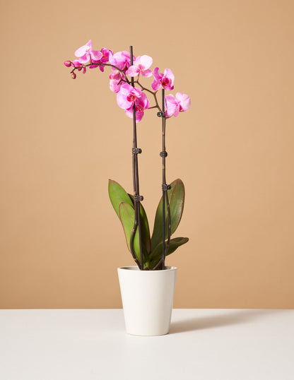  Pink Watercolor Orchid