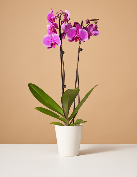  Purple Orchid