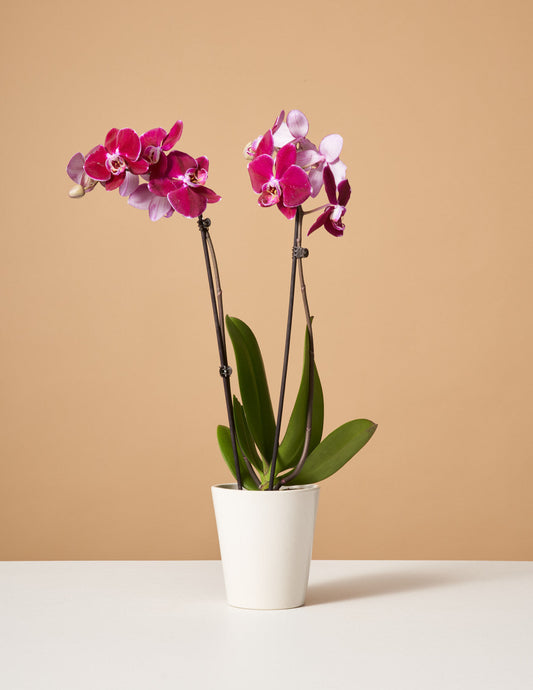 Dark Purple Orchid