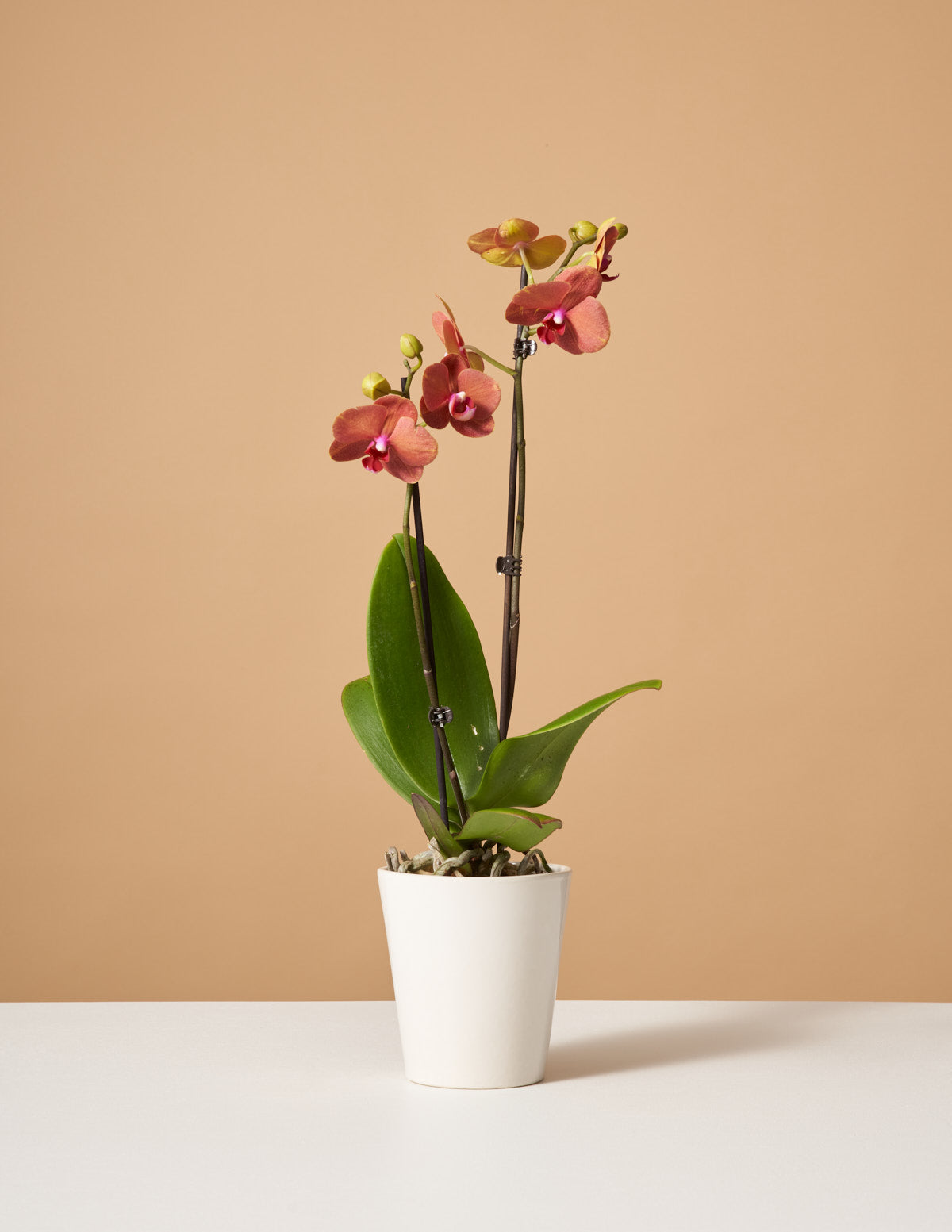  Sunrise Orchid