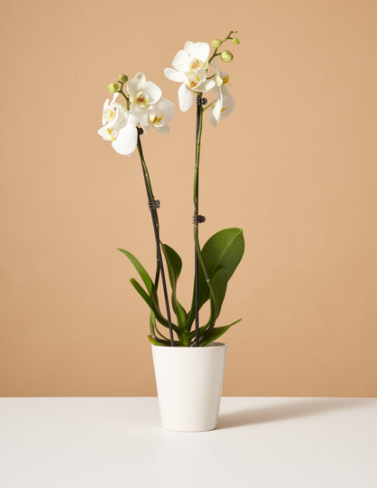  White Orchid