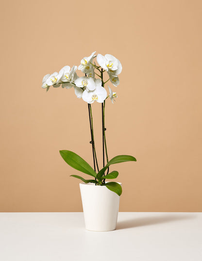  White Orchid