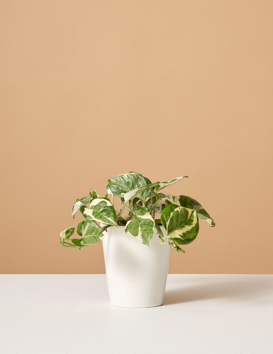  Pothos NJoy