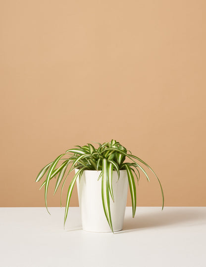  Spider Plant Variegated