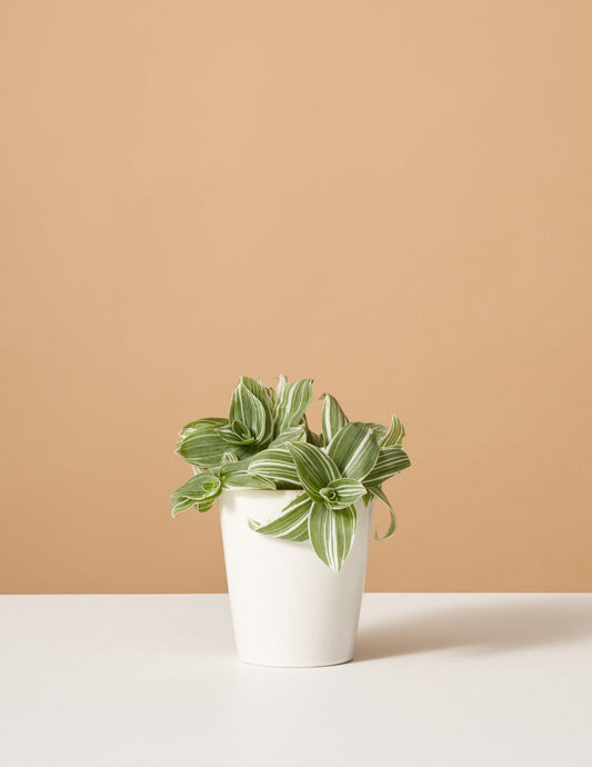  Tradescantia White Inch Plant