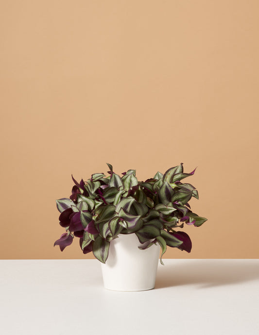  Tradescantia Zebrina