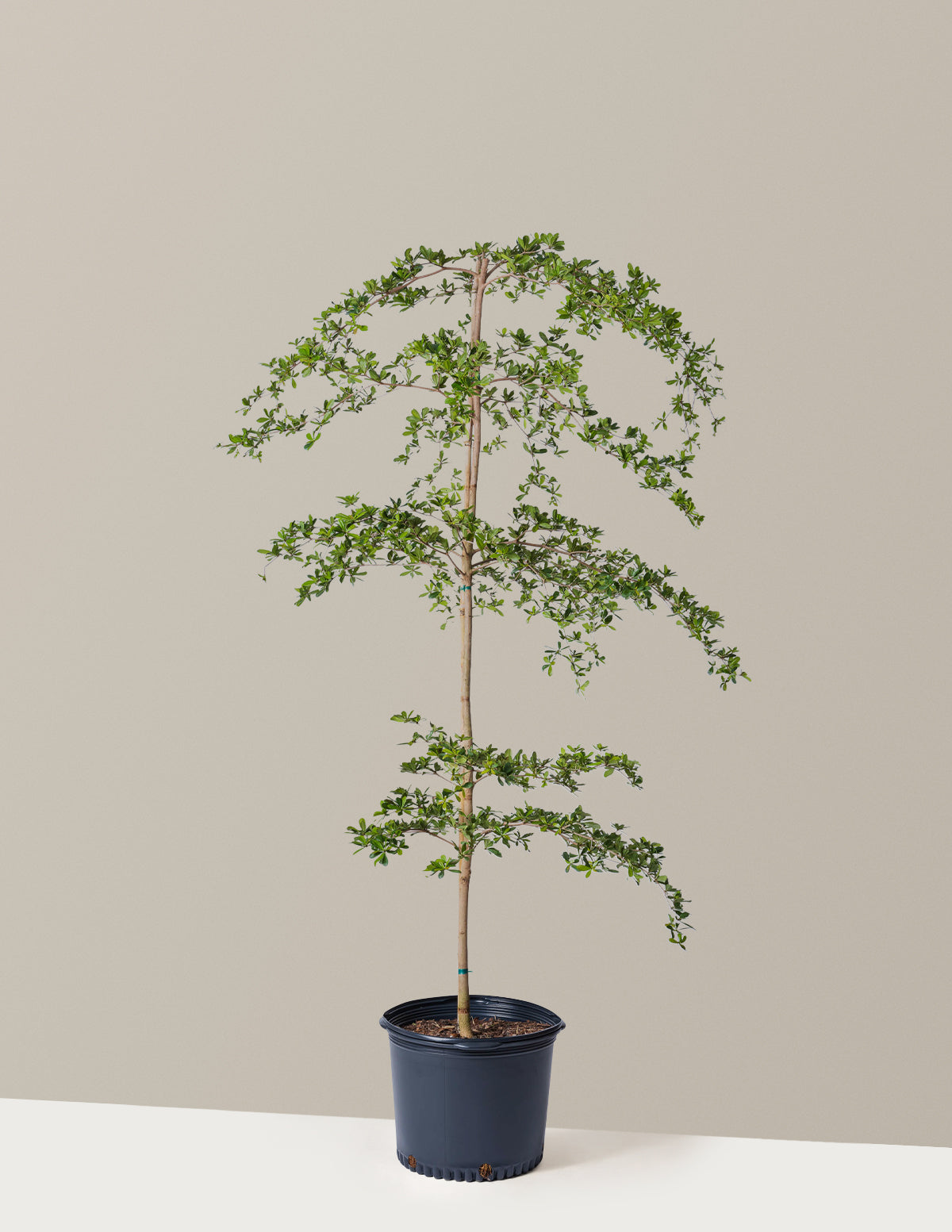  Black Olive Tree