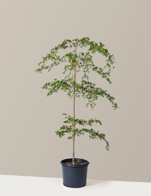  Black Olive Tree