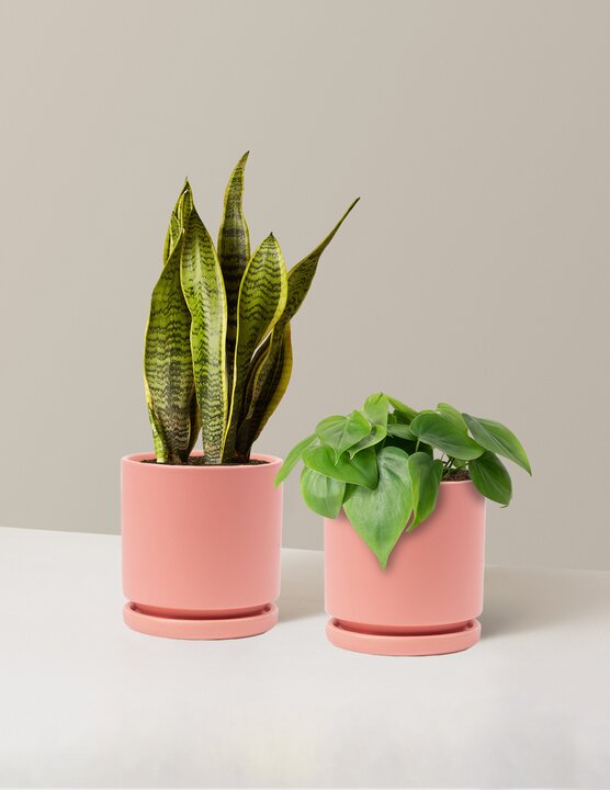  Living Room Duo