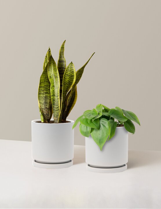  Living Room Duo