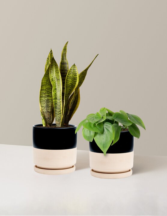  Living Room Duo