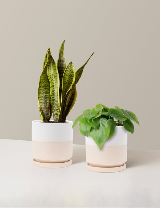  Living Room Duo