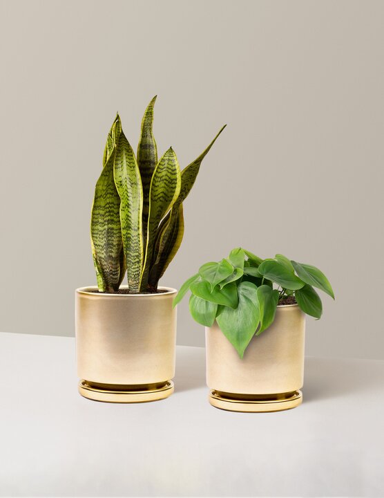  Living Room Duo