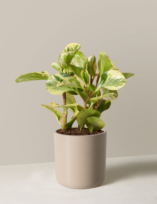  Peperomia Green Gold